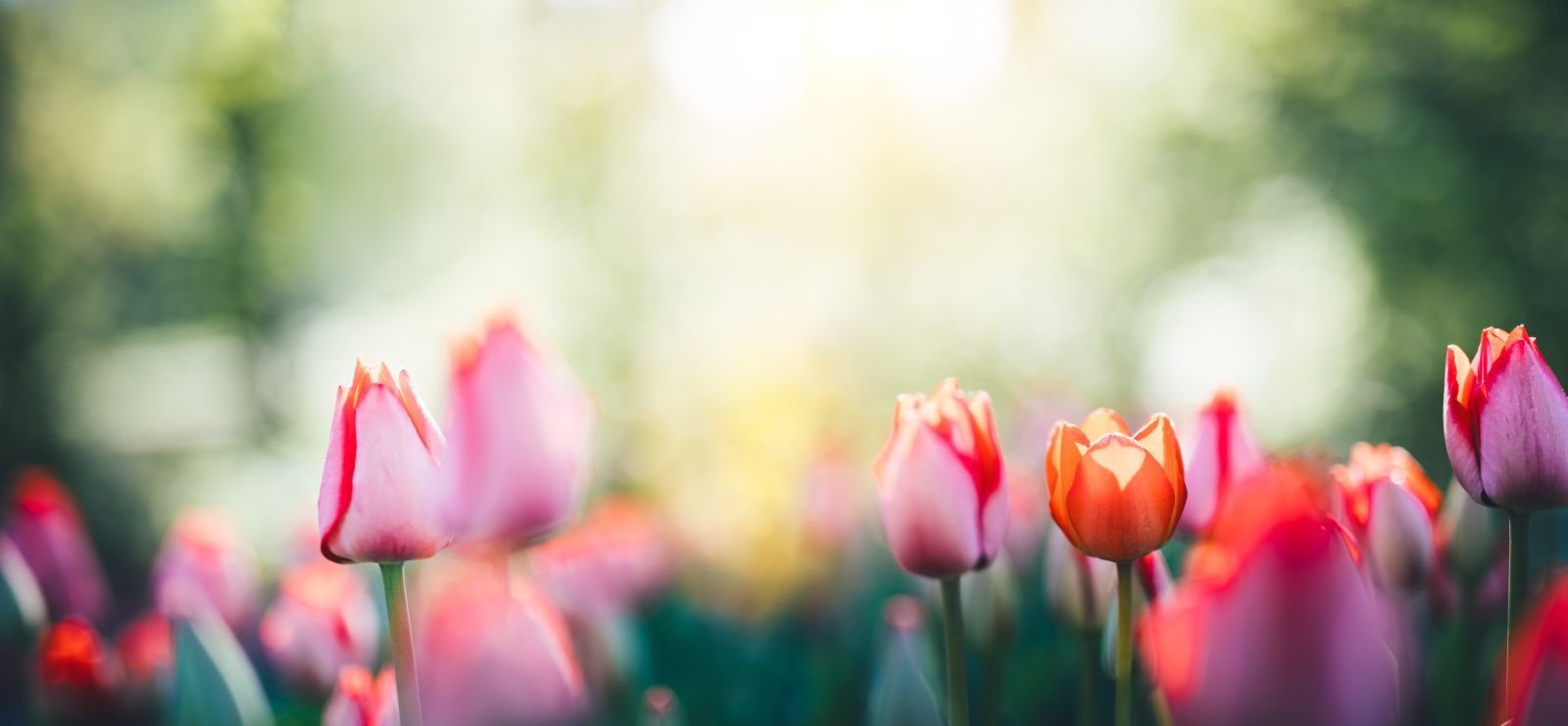 Dresden: Grundstück ca. 580 m² - Haus ca. 142 m² - 01157 DD - "Rasch sein - Vorteil sichern" 